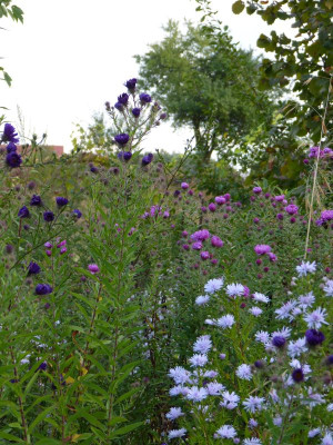 2016-09-21 Gartenimpressionen 1.jpg