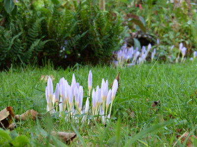 2016-09-21 Crocus kotschyanus 1.jpg