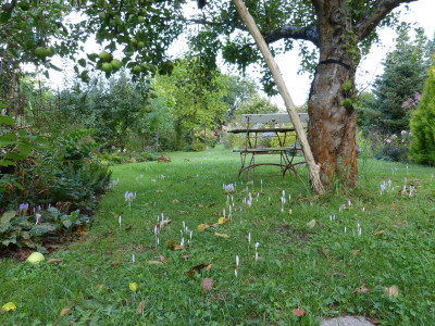 2016-09-21 Crocus kotschyanus 2.jpg