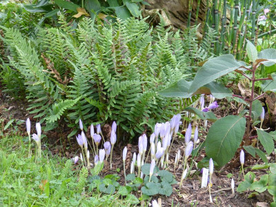 2016-09-21 Crocus kotschyanus 3.jpg