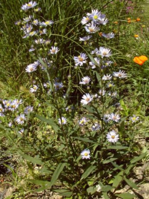Aster_laevis_ssp.jpg