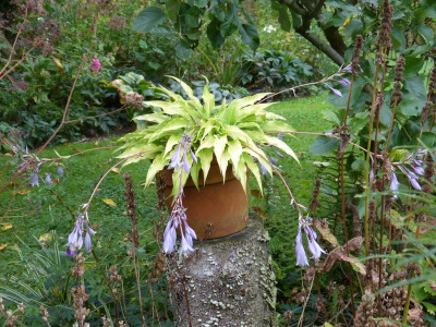 2016-09-21 Hosta 'Frisian Pride'.jpg