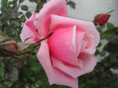 blossomokt.jpg