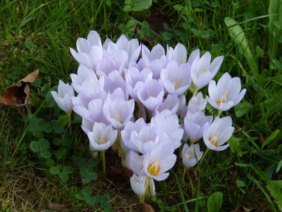2016-09-21 Crocus kotschyanus 6.jpg