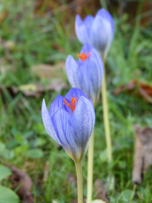 2016-09-21 Crocus speciosus 1.jpg