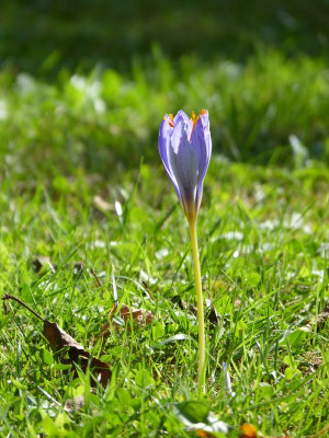 2016-09-21 Crocus speciosus 2.jpg