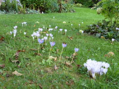 2016-09-21 Crocus speciosus 3.jpg