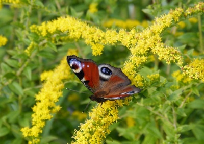 2016-09-21 Gartenimpressionen 2.jpg