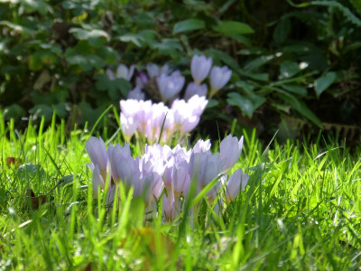 2016-09-21 Crocus kotschyanus 4.jpg