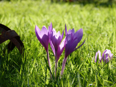 2016-09-21 Colchicum.jpg