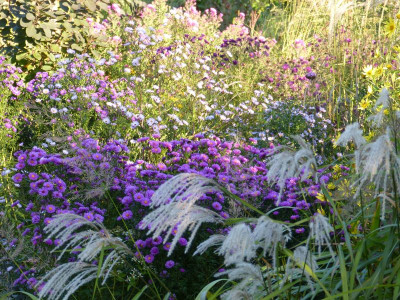2016-09-21 Gartenimpressionen 5.jpg