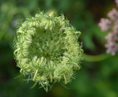 Daucus_carota-Mystery.15-2.jpg