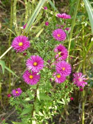 2016-09-22 Aster 'Winston Churchill'.jpg