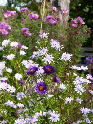 2016-09-22 Gartenimpressionen 2.jpg