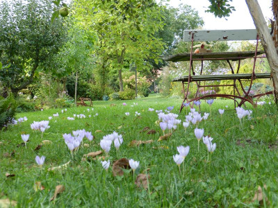 2016-09-22 Crocus kotschyanus 1.jpg