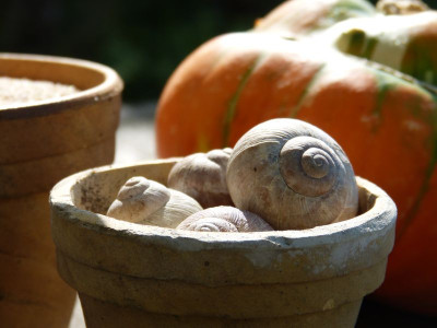 2016-09-22 Gartenimpressionen 6.jpg