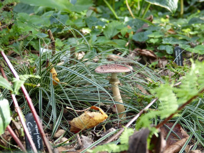 2016-09-22 Gartenimpressionen 5.jpg
