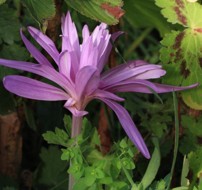 GidW - WATERLILY.jpg