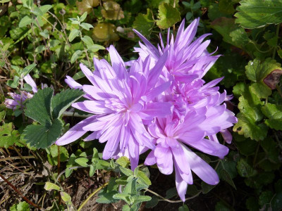 2016-09-22 Colchicum autumnale 'Pleniflorum'.jpg
