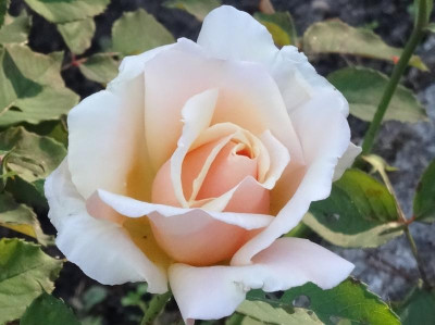 rose01.jpg