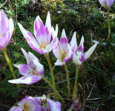 20160922_Colchicum 'Harlequin'.jpg