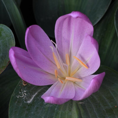 GidW - LILAC WONDER.jpg
