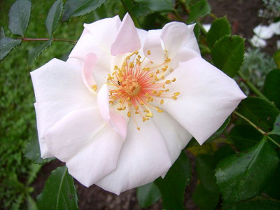 bolero-11.jpg