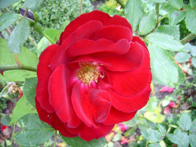 schwarzersamt-13.jpg