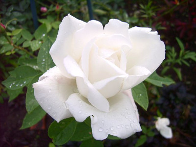 margueriteguillard-12.jpg