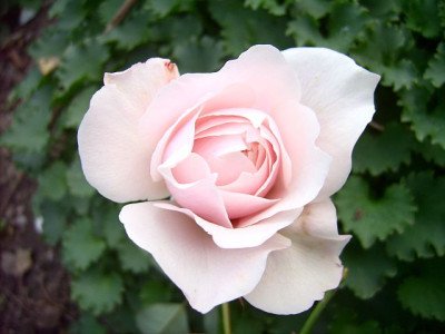 dove-18.jpg