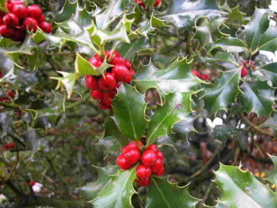 Ilexbeeren_test.jpg