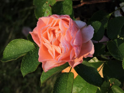DSCN5851.JPG