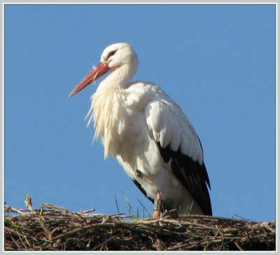 STORCH_SO_2210_I.jpg
