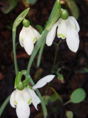 reginae-olgae.jpg