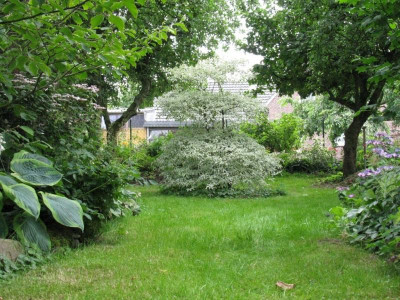 Cornus alternifolia Argentea (gestutzt) [1280x768].jpg