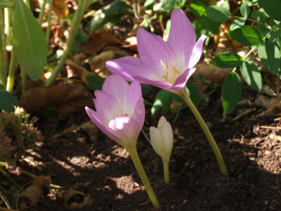 DSCF3476.JPG