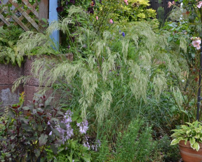 Achnatherum_calamagrostis-Lemperg.16-1.jpg