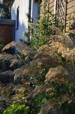 Achnatherum_calamagrostis-Lemperg.16-2.jpg