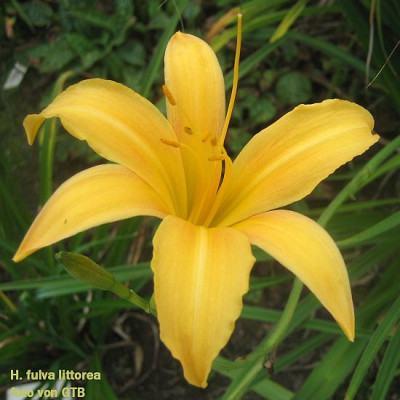 H._fulva_littorea_31381.jpg