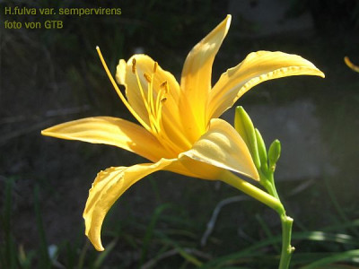 H.fulva.v.sempervirens_33951.jpg