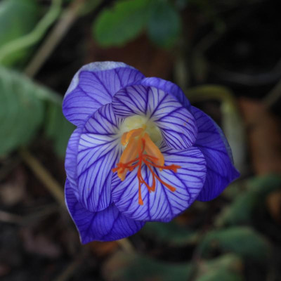 GidW - Crocus speciosus.jpg