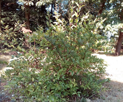 Lonicera.JPG