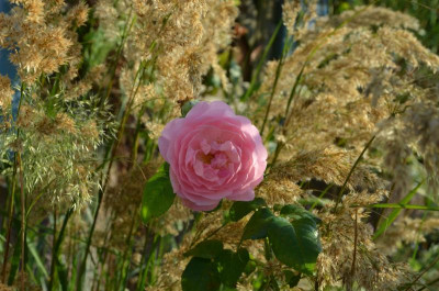 DSC_3549.JPG
