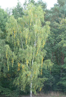 Betula_pendula.jpg