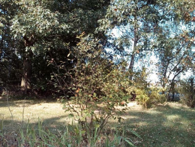 Felsenbirne.JPG