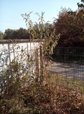 Buddleja.JPG