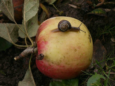 Apfelschnecke-10-06.jpg
