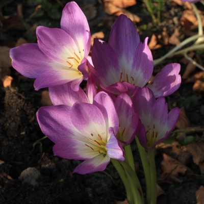 GidW - ROSY DAWN qq.jpg