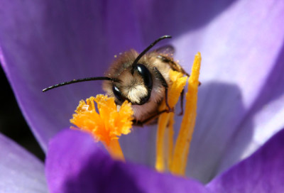 Marz-Wildbienchen.jpg