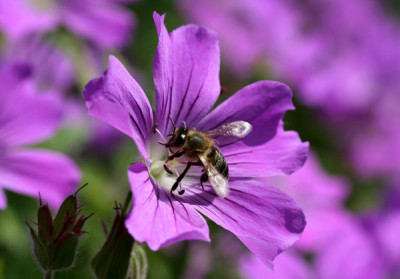Biene-auf-Geranium-Sirak-Ju.jpg